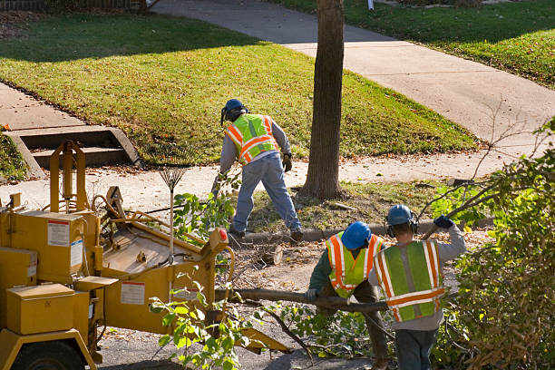 Best Dead Tree Removal  in Northview, MI